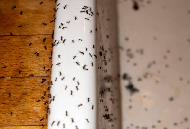Flea Control Services in Chain Lake, WA