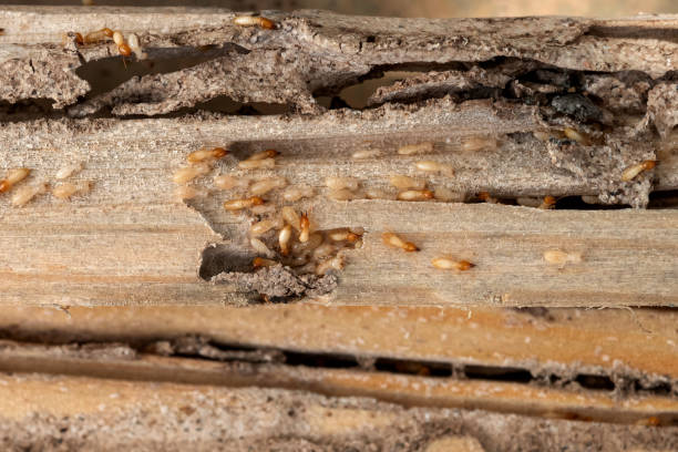 Best Cockroach Control Services  in Chain Lake, WA